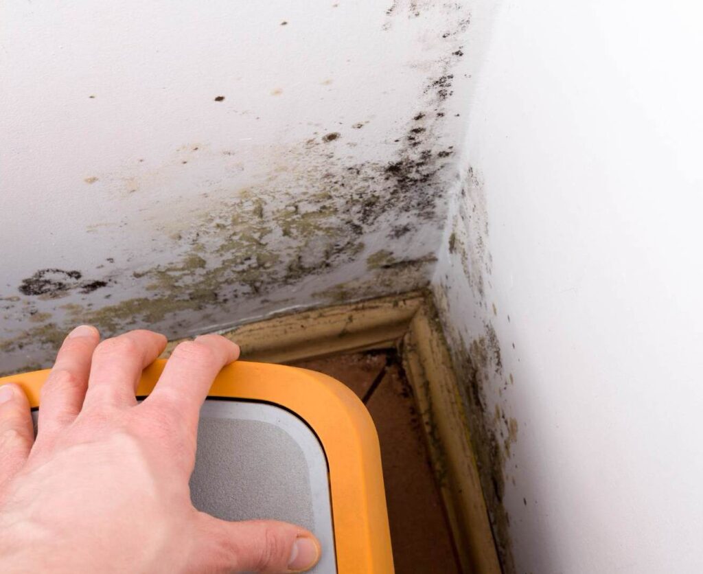 mold remediation in downtown vancouver bc