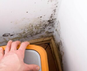 mold remediation in downtown vancouver bc