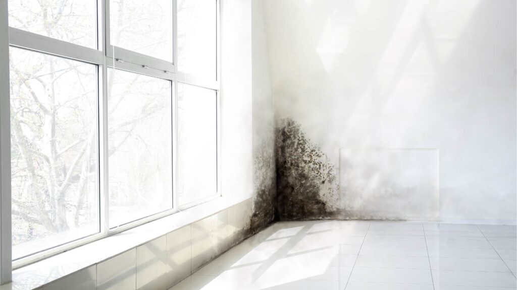 black mold next to window in west vancouver