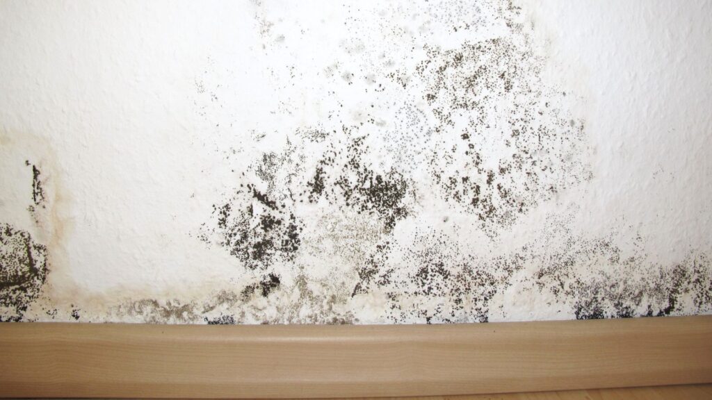 Mold Affects Your Health and Indoor Air Quality