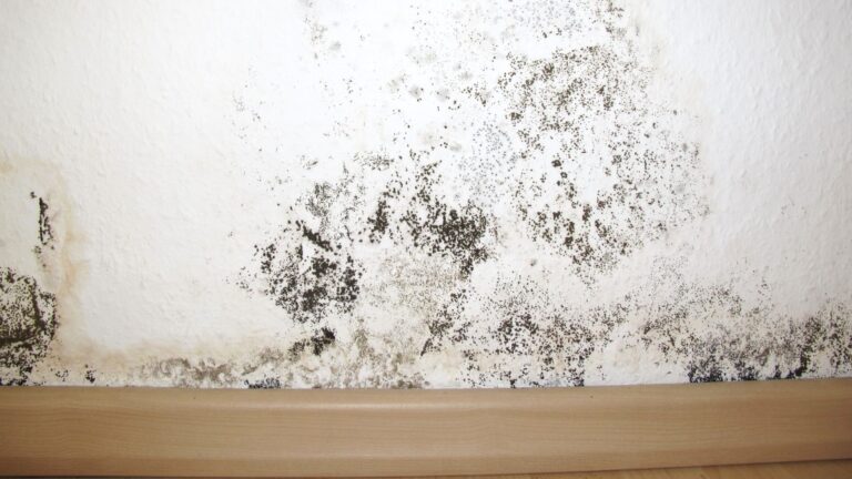 Mold Affects Your Health and Indoor Air Quality