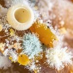Aspergillus and Penicillium mold commonly found in Vancouver homes
