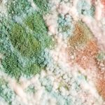 White mold growth commonly found in attics and crawlspaces