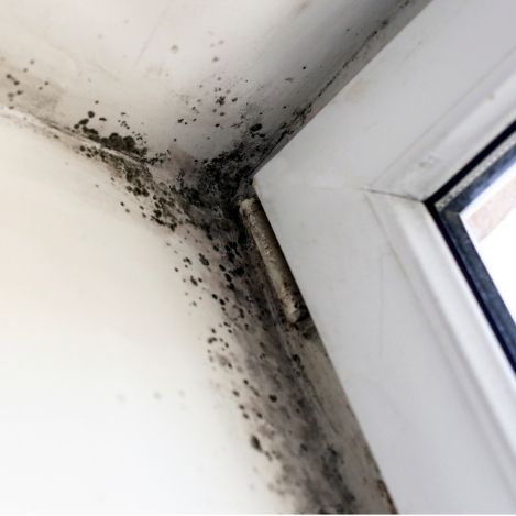 Black mold growth around a window caused by condensation and moisture
