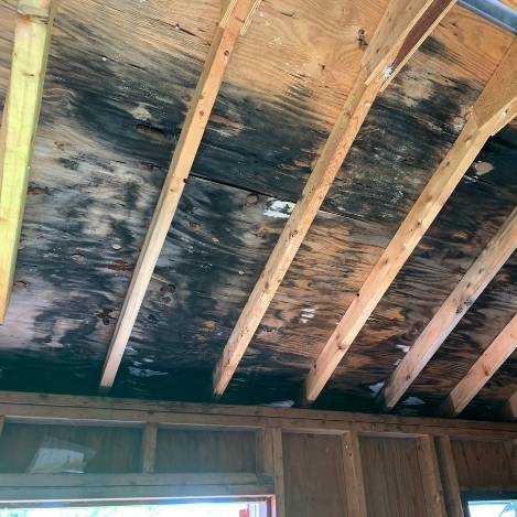 Black mold growth on wood framing inside an attic