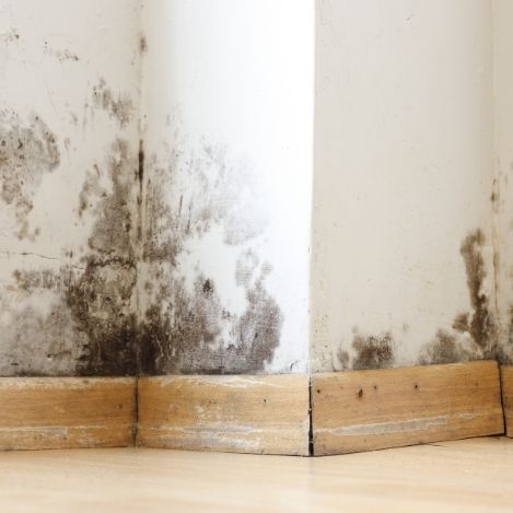 Black mold growth on an interior wall caused by excess moisture